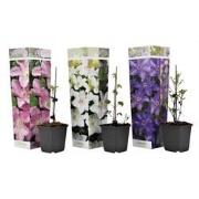 Clematis - Mix van 3 - Tuinplanten - Klimplant - Pot 9cm - Hoogte 25-4...