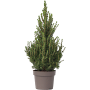 Dwergspar - Picea glauca conica 'December' - Hoogte 75-85cm - ø21cm