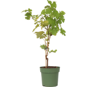 Vitis vinifera ‘Himrod' - Druivenplant - ?21cm - Hoogte 60-75cm