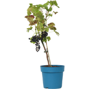 Vitis vinifera ‘Nero' - Druivenplant - ?21cm - Hoogte 60-75cm