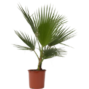 Washingtonia Robusta - Set van 2 - Waaierpalm - Pot 21cm - Hoogte 70-9...