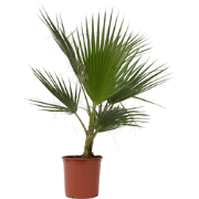 Washingtonia Robusta - Mexicaanse waaierpalm - Pot 21cm - Hoogte 70-90...