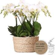 Kolibri Orchids | witte orchideeënset in Reed Basket incl. waterreserv...