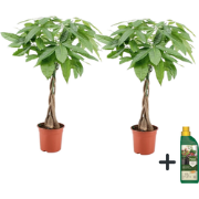 Pachira aquatica - Pokon - Set van 2 - Pot 17cm - Hoogte 60-70cm