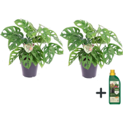 Monstera Monkey Mask - Set van 2 - Inclusief Pokon - Pot 12cm - Hoogte...