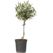 Olea Europaea - Winterharde olijfboom op stam - ?14cm - Hoogte 45-55cm