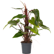 Groene Kamerplant - Philodendron Red Emerald - Hoogte 70-80cm - Pot 19...