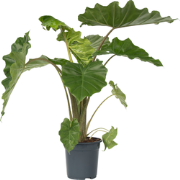 Olifantsoor - Alocasia 'Portodora' - Hoogte 80-90cm - Pot 21cm