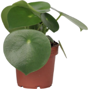 Regendruppelplant - Peperomia Polybotrya - Hoogte 20-30cm - Pot 12cm