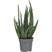 Aloë vera - Aloe barbadensis - Hoogte 25-40cm - Pot 10,5cm