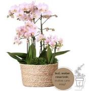 Kolibri Orchids | roze plantenset in Reed Basket incl. waterreservoir ...