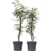 Acer palmatum 'Emerald Lace' - Set van 2 - Esdoorn - Pot 19cm - Hoogte...