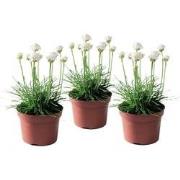 Armeria maritima - Set van 3 - Witte tuinplanten - Pot 12cm - Hoogte 2...