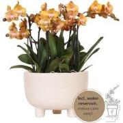 Kolibri Orchids | oranje plantenset in Gummy dish incl. waterreservoir...