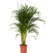 Dypsis Lutescens - Areca - Goudpalm - Kamerplant - Pot 21cm - Hoogte 1...