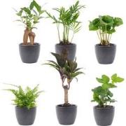 URBANJNGL - Mini planten set 6 - Inclusief 6x pot Boule Antraciet