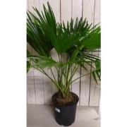 Kamerplant Livistona Australis Waaierpalm 80 cm