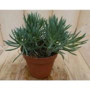 2 stuks! Kamerplant Provence Passion Senecio Kilimanjaro