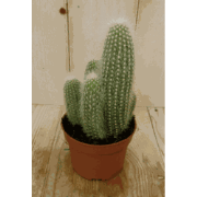 Kamerplant Stekel Cactus