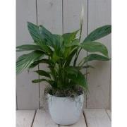 Lepelplant Spathiphyllum witte pot 40 cm