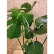 Monstera Deliciosa 70 cm hoog kamerplant