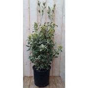 2 stuks - Japanse kardinaalsmuts Euonymus witbont