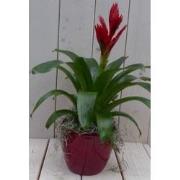 Bromelia rode pot 30 cm