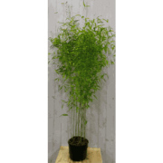 Bamboe Fargesia 200 cm