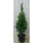 Conifeer Thuja Smaragd 150-180 cm