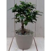 Bonsai Ficus microcarpa taupe pot 30 cm