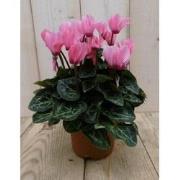 3 stuks! Patio Cyclaam roze/donker-roze