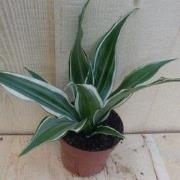 Drakenbloedboom Dracaena Witbont Klein