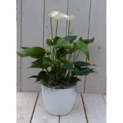 Flamingoplant Anthurium wit in witte pot 40 cm