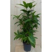 Dracaena Surculosa 60 cm