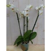 Kamerplant Vlinderorchidee phalaenopsis wit 4 takken