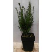 2 stuks! Taxus 40 cm