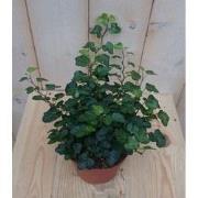 3 stuks! Hedera klimop groen