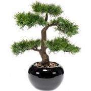 Bonsai 1