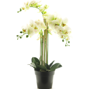 (Best) RT Phalaenopsis Bora x5 in pot 60cm white