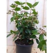 Viburnum Tinus 30 cm