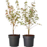 Acer palmatum 'Taylor' - Set van 2 - Japanse Esdoorn - Pot 19cm - Hoog...