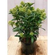 Skimmia wit 40 cm