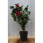 Camelia rood 50 cm