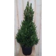 Conifeer Picea 100 cm