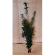 4 stuks - Kerstgroen Taxus