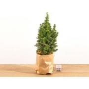 URBANJNGL - Mini-Kerstboom - Chamaecyparis - 25-30 cm