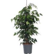 Ficus benjamina 'Danielle' - Kamerplant - Pot 21cm - Hoogte 100-110cm