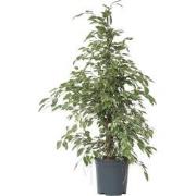 Ficus Benjamina Twilight - Kamerplant - Pot 21cm - Hoogte 100-110cm