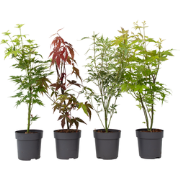 Acer palmatum - Set van 8 - Japanse Esdoorn - Pot 10,5cm - Hoogte 25-4...