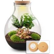 URBANJNGL - Planten terrarium - Big Paul jungle XL - Ecosysteem plant ...